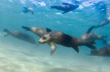 Private 2 Hour Dolphin and Seal Swim Mornington Peninsula