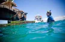 3 hour Dolphin and Seal Swim (NOV-APR)