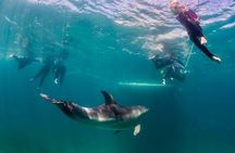 Private 2 Hour Dolphin and Seal Swim Mornington Peninsula