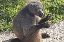 Private Cape of Good Hope and Penguins Full-Day (Sightseeing Guided)