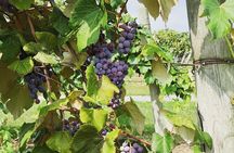 Seneca Lake Wine Tasting & Tour