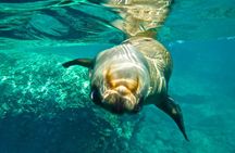 1 Day Espiritu Santo Island Wonders, Sea Lions and Paddleboard Adventure 