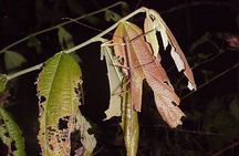 4-Day Jungle Experience in Taman Negara from Kuala Lumpur
