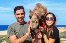 Cabo Camel Ride Experience
