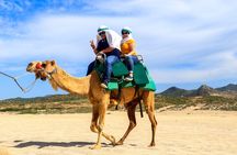 Cabo Camel Ride Experience