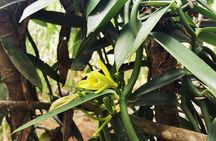 Cooking Class & Medicinal Plants Garden Manuel Antonio