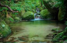 MOSSMAN GORGE TRANSFER between Port Douglas and Mossman Gorge (return)