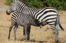 Tarangire -Serengeti & Ngorongoro Crater Budget camping safari 