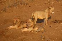 Kruger National Park - Private Sunrise Half day Safari trip.