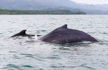 Whales and Dolphins watching Tour From Uvita
