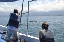 Whales and Dolphins watching Tour From Uvita