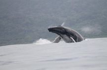 Whales and Dolphins watching Tour From Uvita