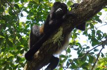 Cruiseline Excursion Colon: Rainforest, San Lorenzo Fort and Canal Expansion