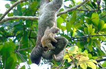 Cruiseline Excursion Colon: Rainforest, San Lorenzo Fort and Canal Expansion