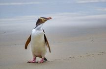 1 Day Private Tour with Basic Landscape Photography Around Dunedin