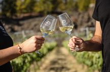 Visit to Arafo Mountain Vineyard and Organic Wine Tasting
