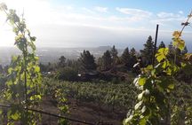 Visit to Arafo Mountain Vineyard and Organic Wine Tasting