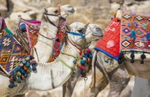 Private Tour west Bank Valley of the Kings including Came Ride