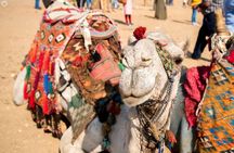 Private Tour west Bank Valley of the Kings including Came Ride