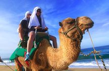 Cabo Camel and Safari Ride