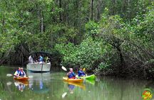 Damas Mangrove Boat Tour