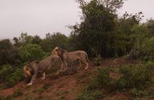 Addo Elephant National Park Full Day Safari