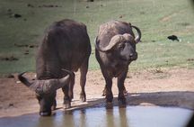 Addo Elephant National Park Full Day Safari