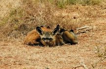 Addo Elephant National Park Full Day Safari