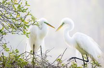 Photograph low country wildlife with a professional photographer