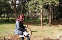 Middle Atlas Mountains, Cedar Forest and Azrou Day Trip from Fez