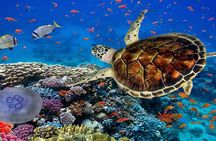Ras Mohamed Nature Reserve Snorkeling Tour w/ White Island by Yacht 