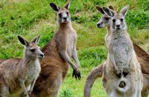 Healesville Sanctuary And Phillip Island Wildlife Bus Tour