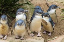 Healesville Sanctuary And Phillip Island Wildlife Bus Tour