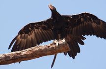 Healesville Sanctuary And Phillip Island Wildlife Bus Tour
