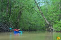 Mangrove Damas Island Kayak Tours