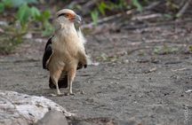 P.N. Day Tour Manuel Antonio