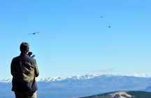 Photo Discovering Condors & Birdwatching - Full Day Tour in Private Service