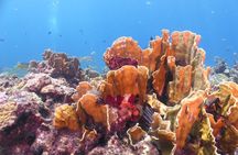  Scuba Diving Adventure WITHOUT CERTIFICATION! Try it today!