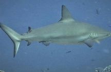  Scuba Diving Adventure WITHOUT CERTIFICATION! Try it today!