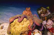  Scuba Diving Adventure WITHOUT CERTIFICATION! Try it today!