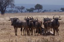 2 Days Wildlife Safari in Mikumi National Park