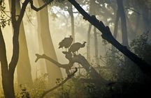 Bangalore to Nagarhole National Park: Wilderness Retreat