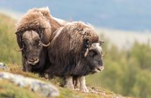 Musk ox Safari in Dovrefjell National Park from Oppdal