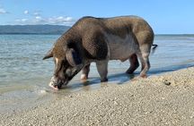 Pigs Island exclusive Semi VIP