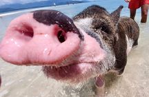 Pigs Island exclusive Semi VIP