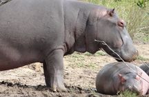 St Lucia day Tour - Isimangaliso wetland park