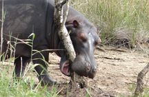 St Lucia day Tour - Isimangaliso wetland park