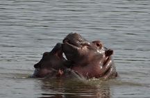 Mini Safari and Zulu Cultural experience - Day Tour