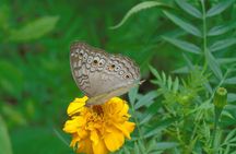 Sinharaja Rain Forest Tours (Full Day)