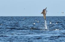 Jekyll Island Dolphin Tours